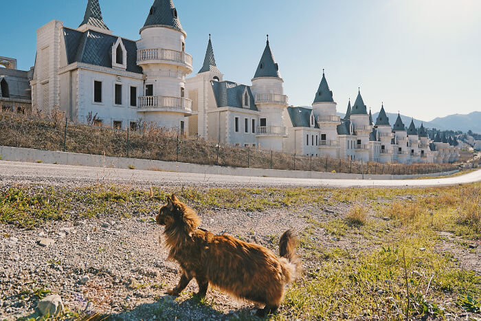 I Have Traveled To 33 Countries Together With My Maine Coon Cat, See The Highlights Of Our Journey To Turkey And Georgia