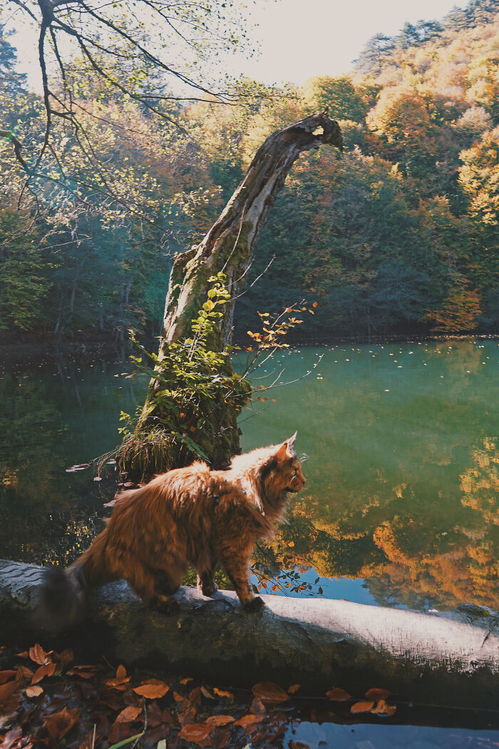 I Have Traveled To 33 Countries Together With My Maine Coon Cat, See The Highlights Of Our Journey To Turkey And Georgia I Have Traveled To 33 Countries Together With My Maine Coon Cat, See The Highlights Of Our Journey To Turkey And Georgia