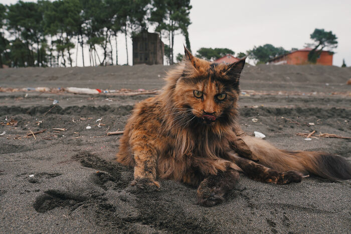 I Have Traveled To 33 Countries Together With My Maine Coon Cat, See The Highlights Of Our Journey To Turkey And Georgia I Have Traveled To 33 Countries Together With My Maine Coon Cat, See The Highlights Of Our Journey To Turkey And Georgia