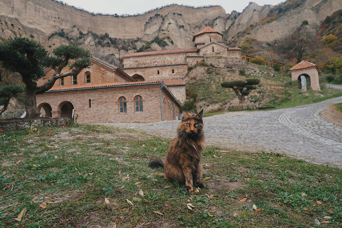 I Have Traveled To 33 Countries Together With My Maine Coon Cat, See The Highlights Of Our Journey To Turkey And Georgia