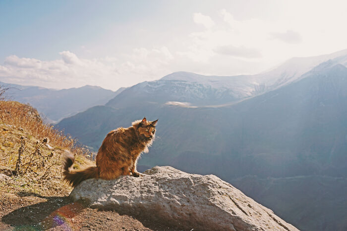 I Have Traveled To 33 Countries Together With My Maine Coon Cat, See The Highlights Of Our Journey To Turkey And Georgia I Have Traveled To 33 Countries Together With My Maine Coon Cat, See The Highlights Of Our Journey To Turkey And Georgia