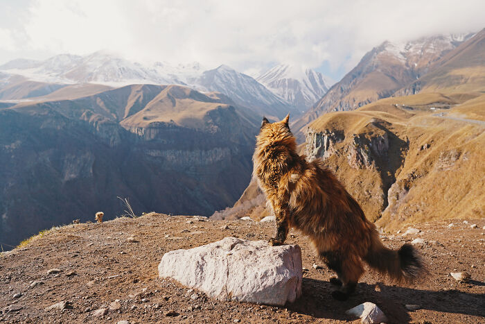 I Have Traveled To 33 Countries Together With My Maine Coon Cat, See The Highlights Of Our Journey To Turkey And Georgia I Have Traveled To 33 Countries Together With My Maine Coon Cat, See The Highlights Of Our Journey To Turkey And Georgia