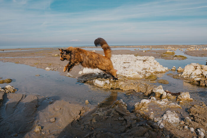 I Have Traveled To 33 Countries Together With My Maine Coon Cat, See The Highlights Of Our Journey To Turkey And Georgia