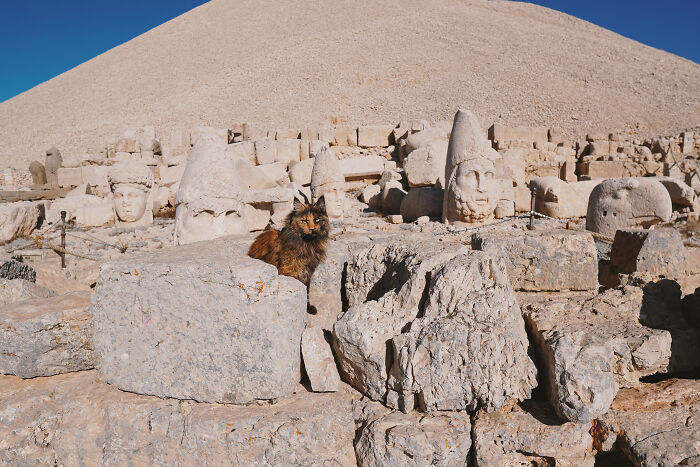 I Have Traveled To 33 Countries Together With My Maine Coon Cat, See The Highlights Of Our Journey To Turkey And Georgia I Have Traveled To 33 Countries Together With My Maine Coon Cat, See The Highlights Of Our Journey To Turkey And Georgia