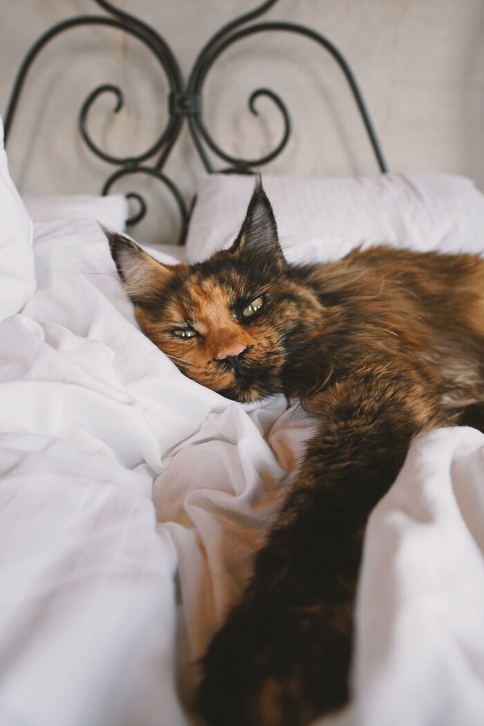 I Have Traveled To 33 Countries Together With My Maine Coon Cat, See The Highlights Of Our Journey To Turkey And Georgia I Have Traveled To 33 Countries Together With My Maine Coon Cat, See The Highlights Of Our Journey To Turkey And Georgia