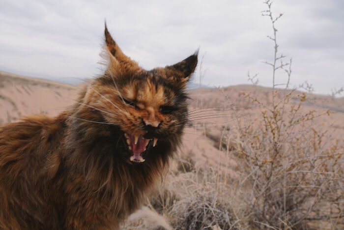 I Have Traveled To 33 Countries Together With My Maine Coon Cat, See The Highlights Of Our Journey To Turkey And Georgia I Have Traveled To 33 Countries Together With My Maine Coon Cat, See The Highlights Of Our Journey To Turkey And Georgia