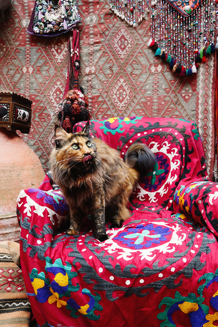 I Have Traveled To 33 Countries Together With My Maine Coon Cat, See The Highlights Of Our Journey To Turkey And Georgia I Have Traveled To 33 Countries Together With My Maine Coon Cat, See The Highlights Of Our Journey To Turkey And Georgia