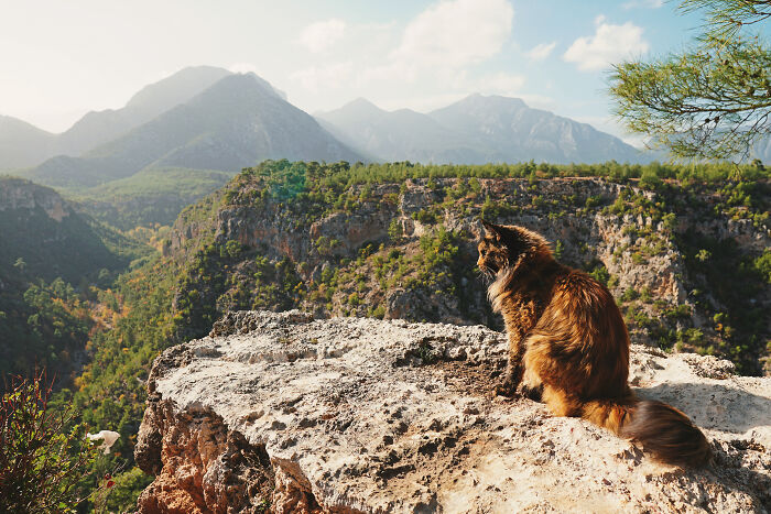 I Have Traveled To 33 Countries Together With My Maine Coon Cat, See The Highlights Of Our Journey To Turkey And Georgia I Have Traveled To 33 Countries Together With My Maine Coon Cat, See The Highlights Of Our Journey To Turkey And Georgia