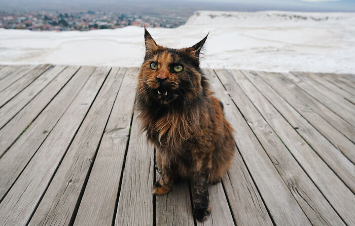 I Have Traveled To 33 Countries Together With My Maine Coon Cat, See The Highlights Of Our Journey To Turkey And Georgia I Have Traveled To 33 Countries Together With My Maine Coon Cat, See The Highlights Of Our Journey To Turkey And Georgia