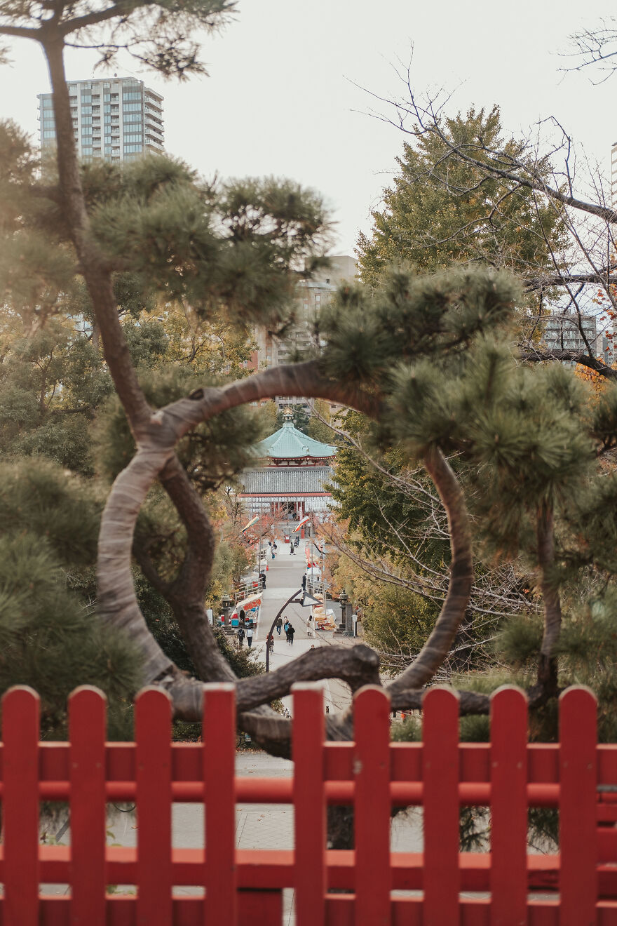 Moon Pine Portal: Nature's Frame Into Another World