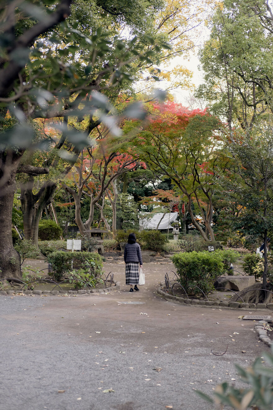Autumn's Enchantment: A Japanese Woman Captivated By The Mesmerizing Colors Of A Maple Tree In Nezu Park