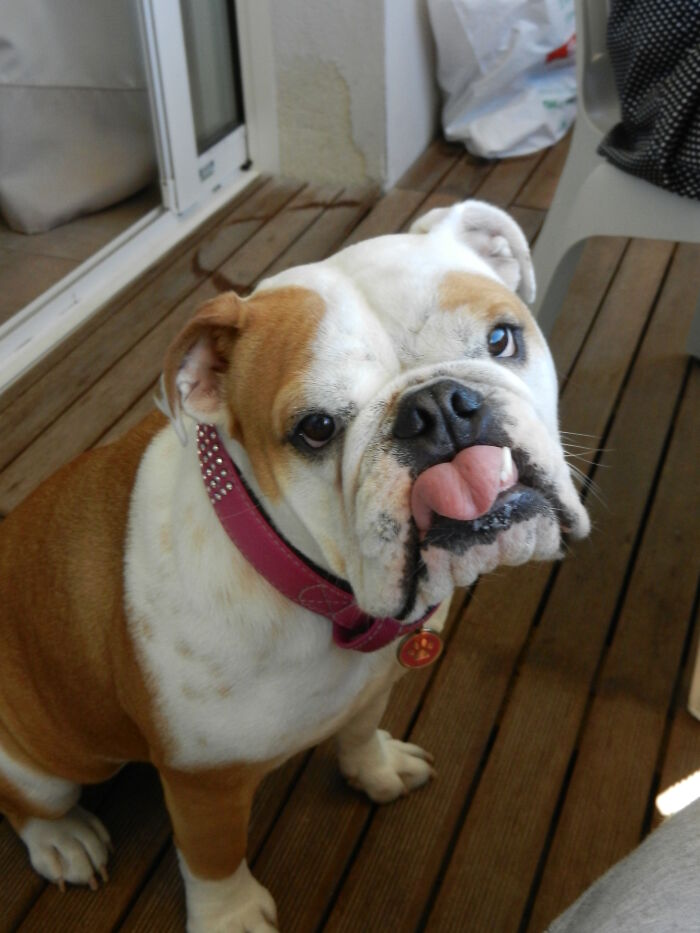 My Late And Great Bulldog "Flannie". How Much We Miss You Sweet Girl