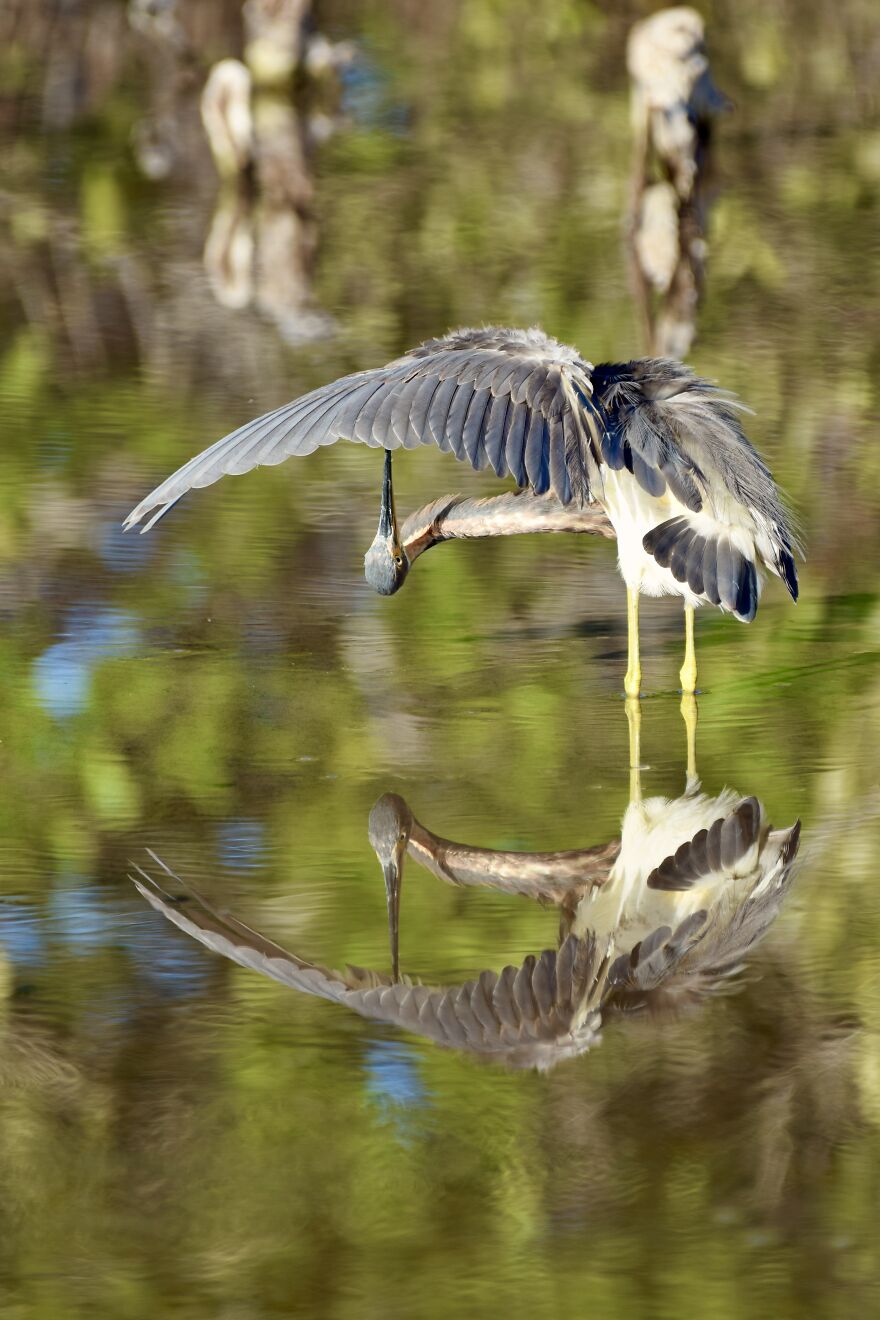 Tricolored Heron (Egretta Tricolor), Ambergris Caye, ©aurore Shirley