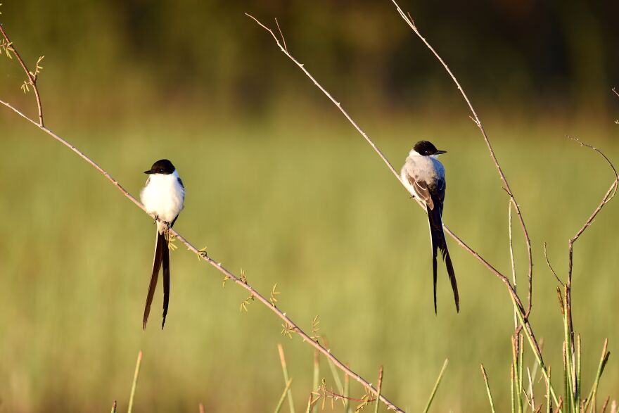 Fork-Tailed Flycatchers (Tyrannus Savana), Crooked Tree, ©aurore Shirley