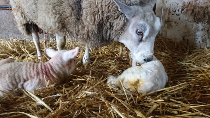 5 Minutes Ago This Sheep Got His 3rd Lamb From The Triplets. In The Netherlands