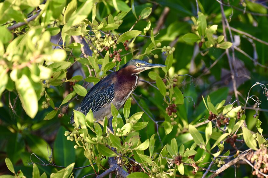Green Heron (Butorides Virescens), Ambergris Caye, ©aurore Shirley