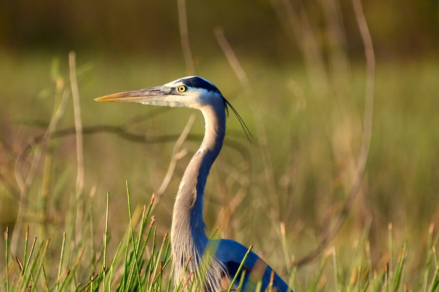 Great Blue Heron (Ardea Herodias), Crooked Tree, ©aurore Shirley