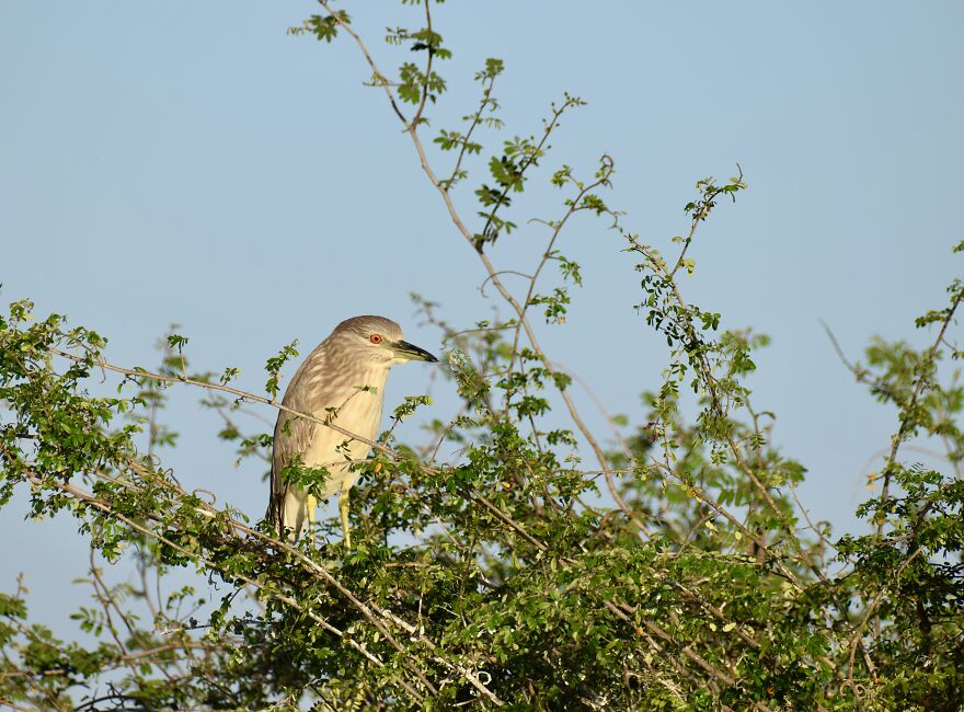 Immature Black-Crowned Night Heron (Nycticorax Nycticorax), Crooked Tree, ©aurore Shirley