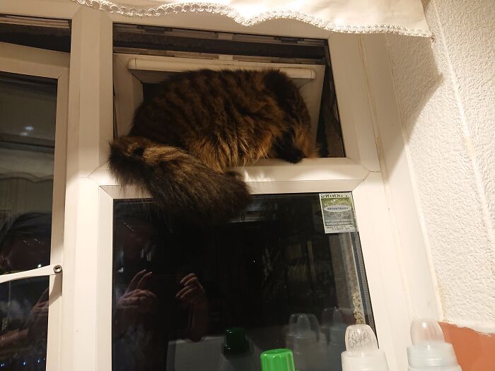 Because An Expensive Cat Flap At Floor Height Is So Common... Thanks Leon!