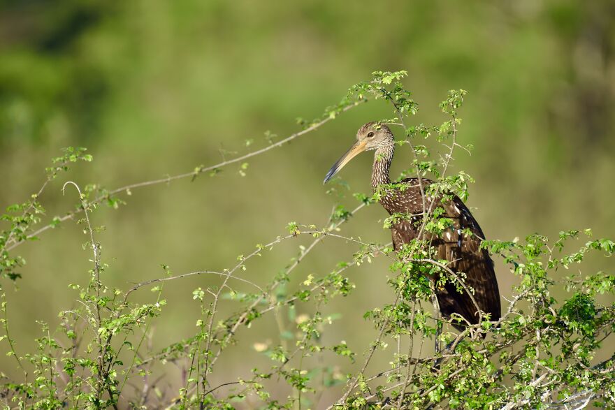 Limpkin (Aramus Guarauna), Crooked Tree, ©aurore Shirley