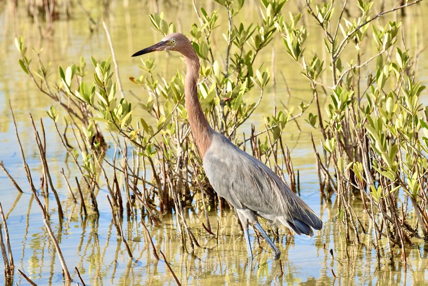 Reddish Egret (Egretta Rufescens), Ambergris Caye, ©aurore Shirley