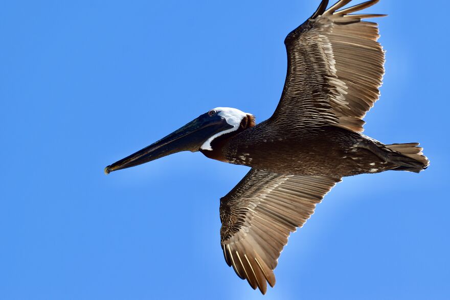 Brown Pelican (Pelecanus Occidentalis), Ambergris Caye, ©aurore Shirley