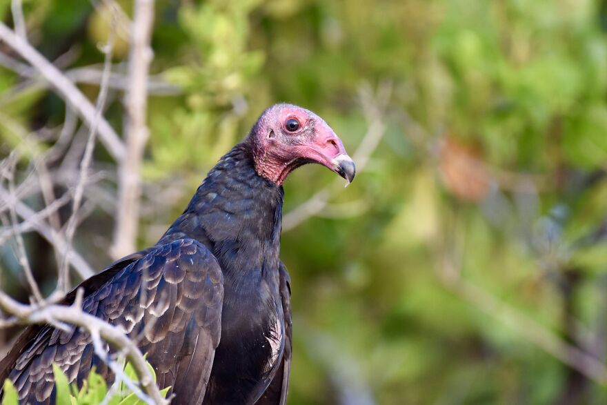 Turkey Vulture (Cathartes Aura), Ambergris Caye, ©aurore Shirley