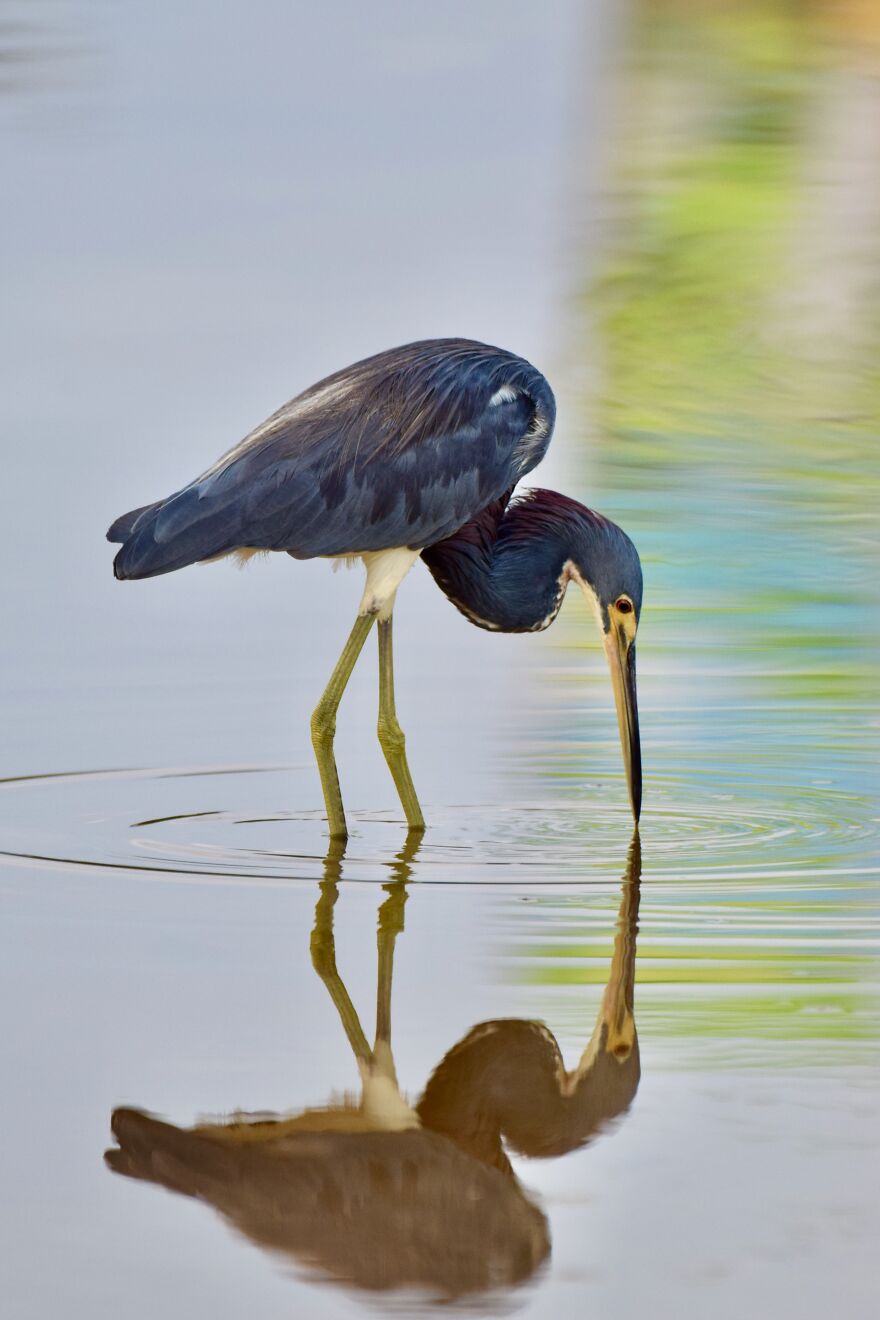 Tricolored Heron (Egretta Tricolor), Ambergris Caye, ©aurore Shirley