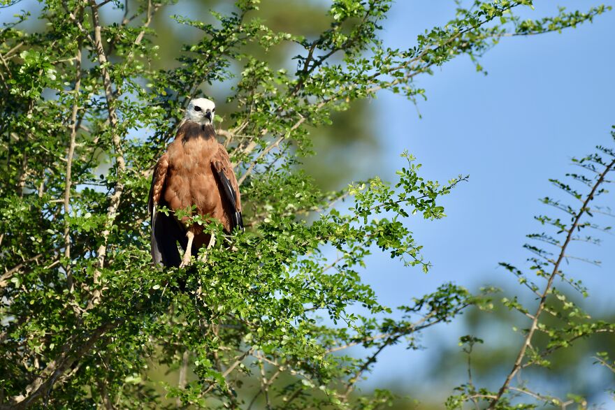 Black-Collard Hawk (Busarellus Nigricollis), Crooked Tree, ©aurore Shirley