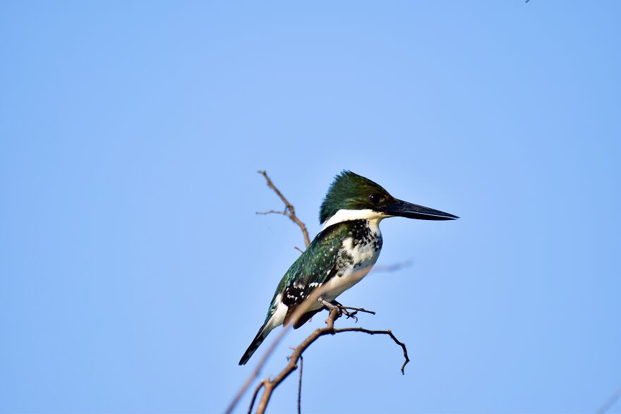 Green Kingfisher (Chloroceryle Americana), Crooked Tree, ©aurore Shirley