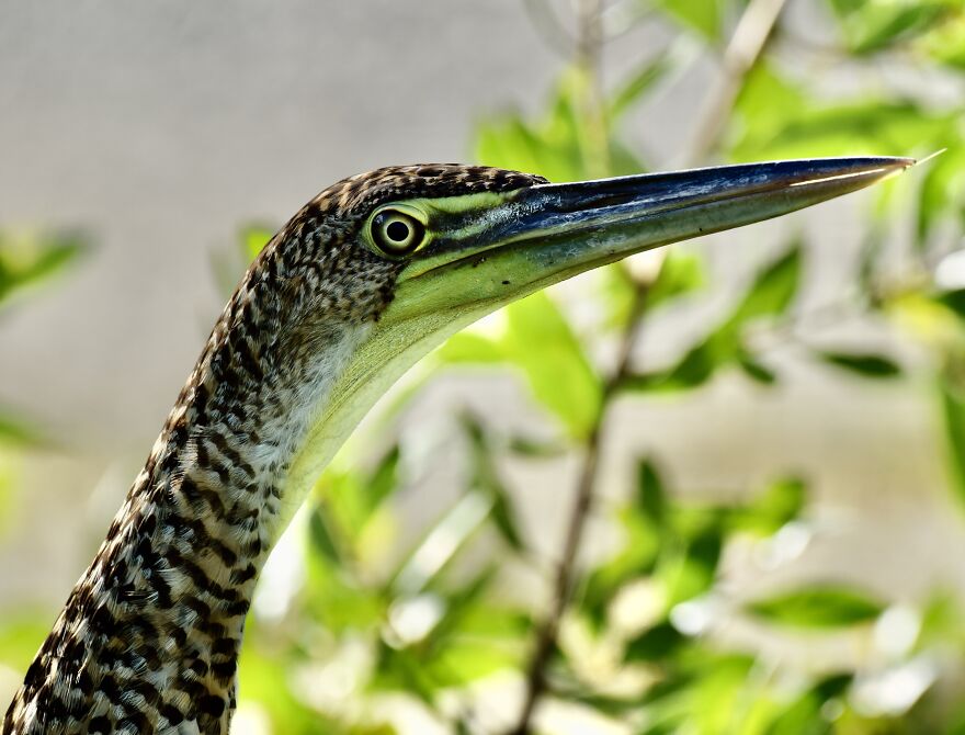 Bare-Throated Tiger Heron (Tigrisoma Mexicanum), Ambergris Caye, ©aurore Shirley