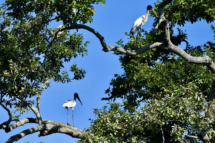 Wood Storks (Mycteria Americana), Crooked Tree, ©aurore Shirley