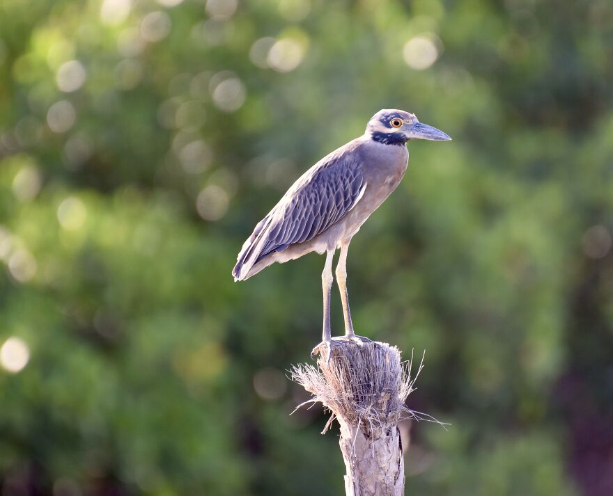 Yellow-Crowned Night Heron (Nyctanassa Violacea), Ambergris Caye, ©aurore Shirley