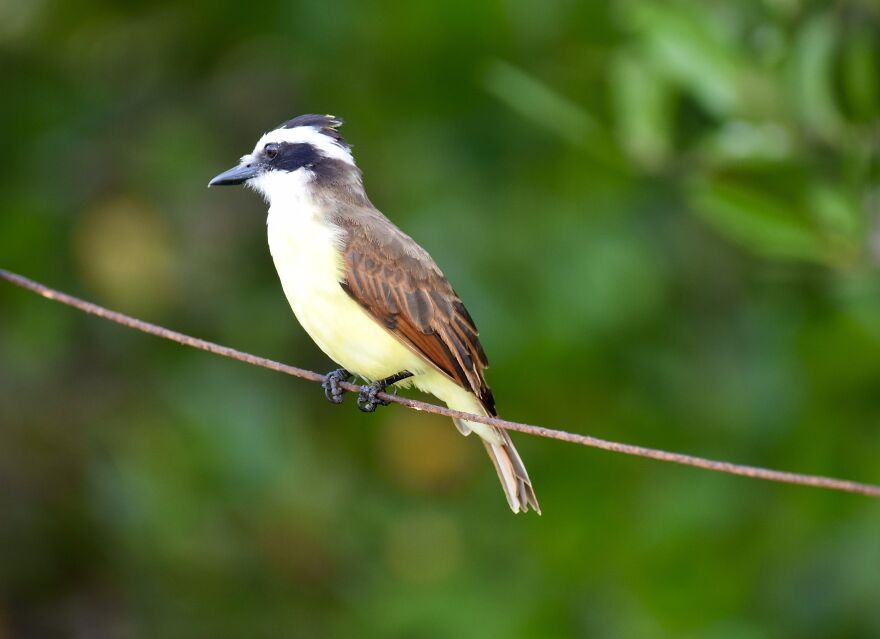 Great Kiskadee (Pitangus Sulphuratus), Ambergris Caye, ©aurore Shirley