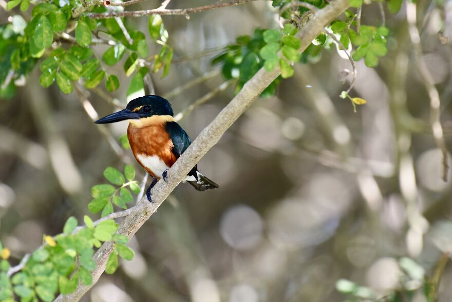 American Pygmy Kingfisher (Chloroceryle Aenea), Crooked Tree, ©aurore Shirley