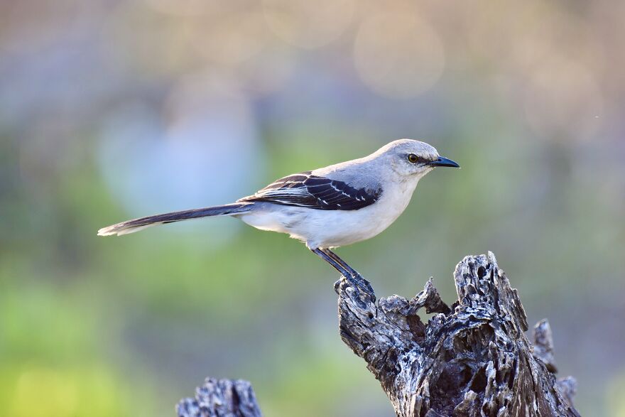 Tropical Mockingbird (Mimus Gilvus), Ambergris Caye, ©aurore Shirley