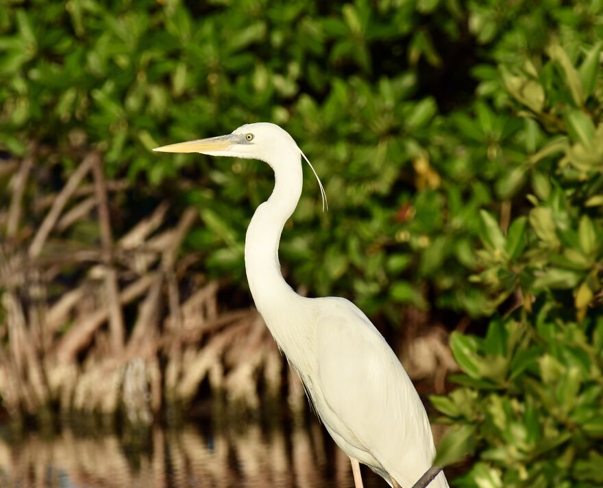 White Morph Great Blue Heron (A. H. Occidentalis), Ambergris Caye, ©aurore Shirley