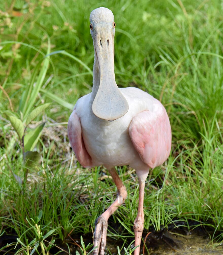 Roseate Spoonbill (Platalea Ajaja), Ambergris Caye, ©aurore Shirley