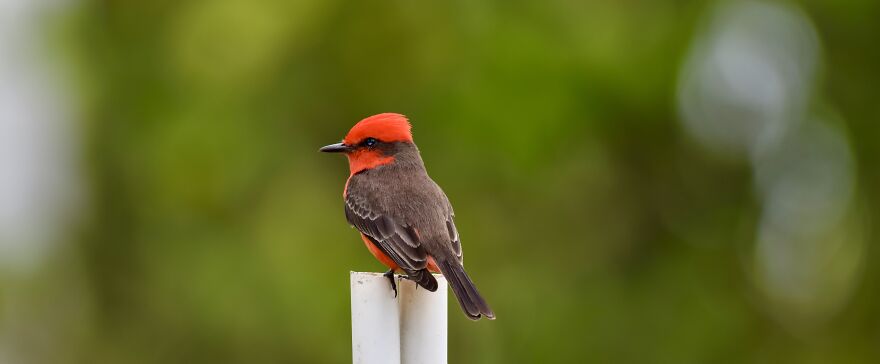 Vermilion Flycatcher (Pyrocephalus Obscurus), Crooked Tree, ©aurore Shirley