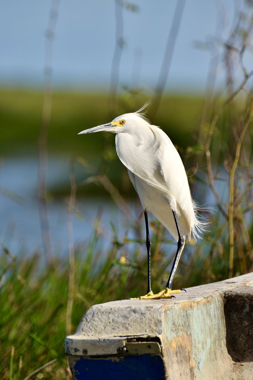 Snowy Egret (Egretta Thula), Crooked Tree, ©aurore Shirley