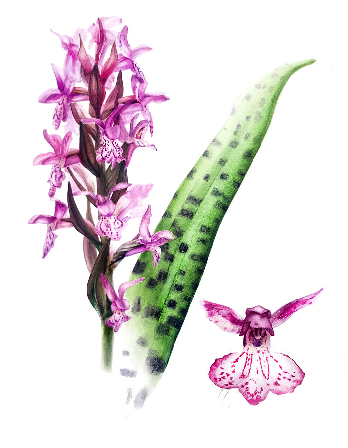 Dactylorhiza Majalis