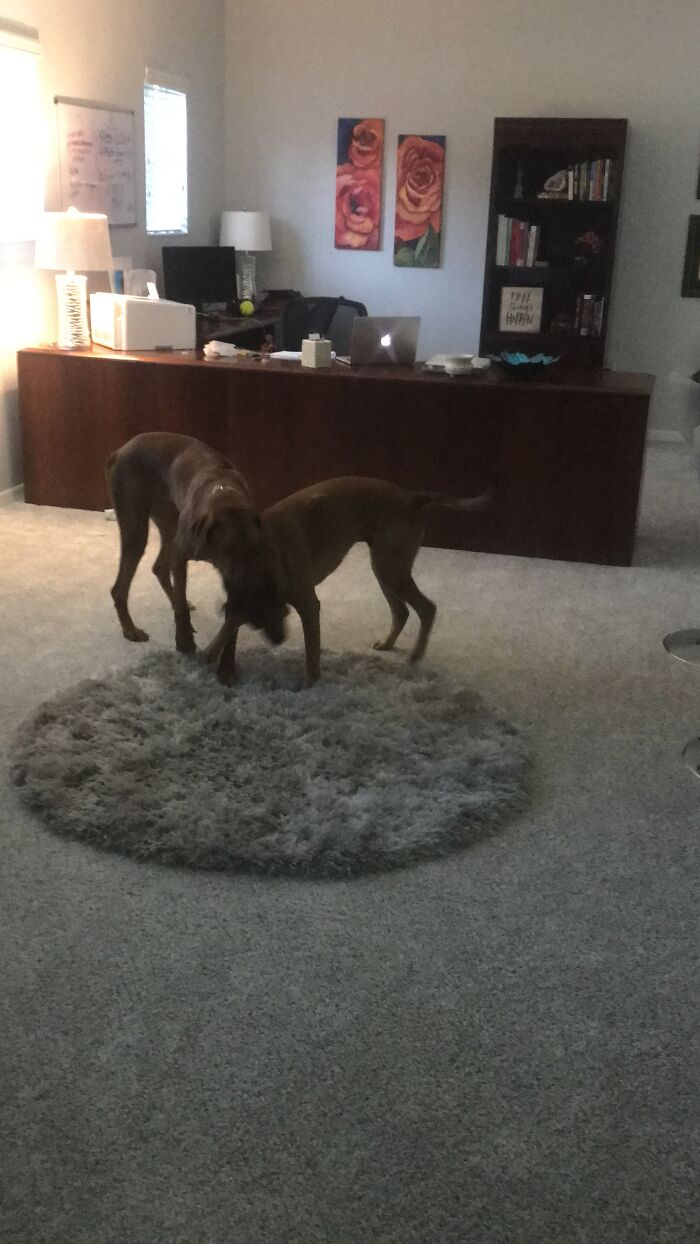 They Will Never Stop Play Fighting. They Literally Never Stop Unless They’re Sleeping