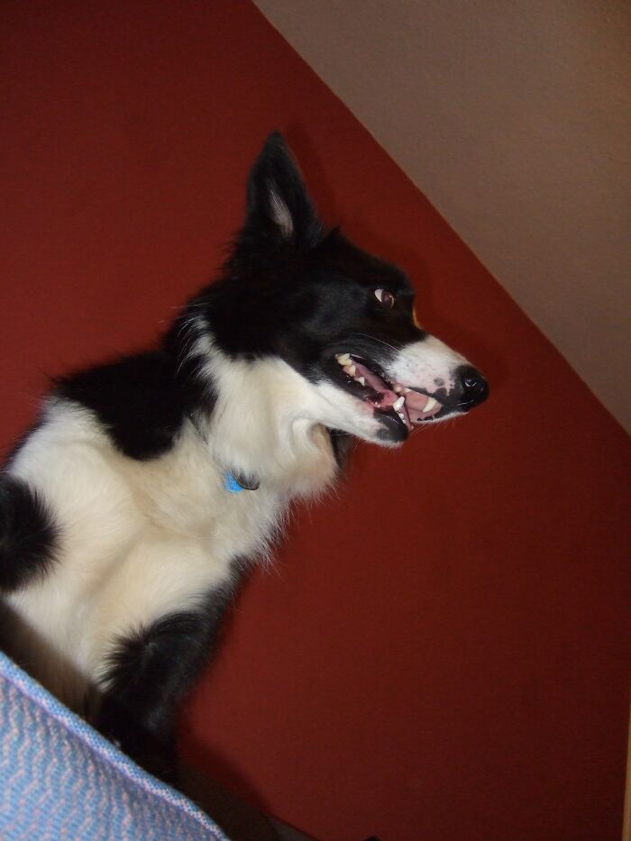 His Name Is Kraken And He Likes To Beg For Food This Way