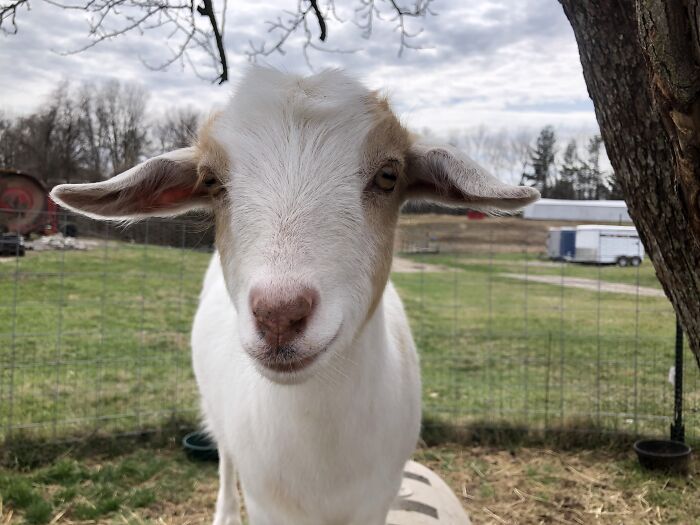 Tawny: Lamb’s Ears