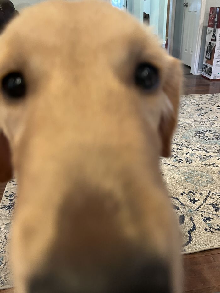 Golden Retriever Puppy 😂