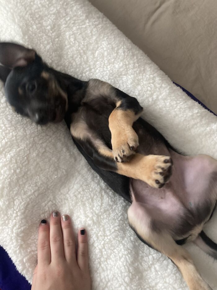 Coal Lunged To Bite Me 😭 (How Dare He)