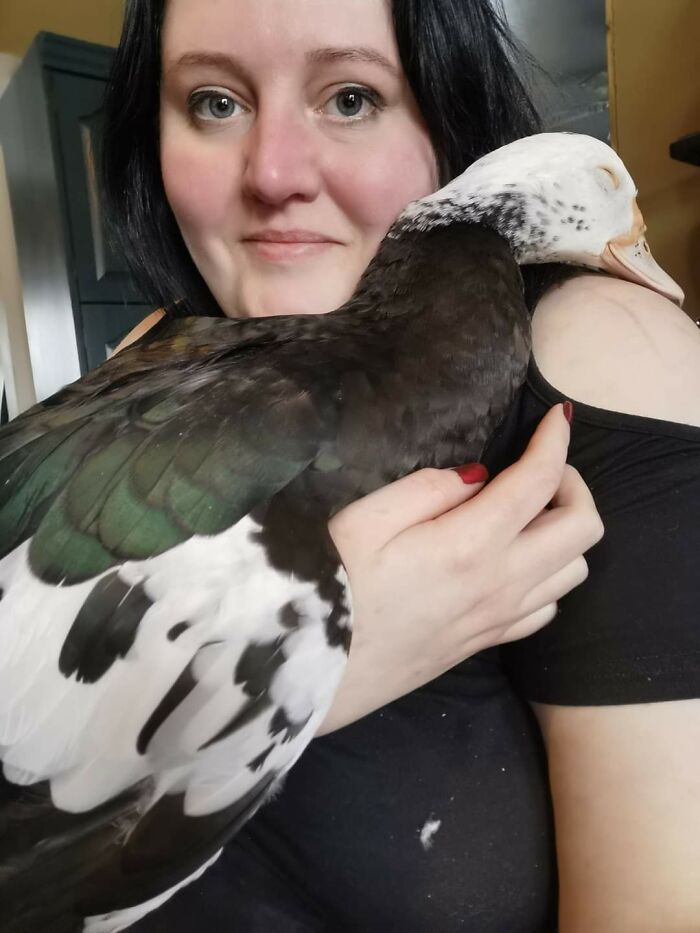 My House Duck Cupcake