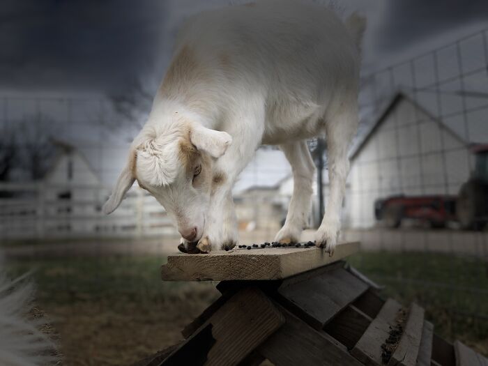 Tawny: In The Spotlight