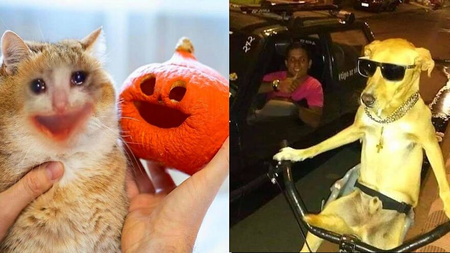 Found 10 Of The Most Funny Cat And Dog Memes On Google