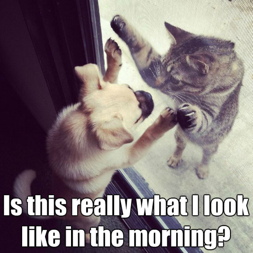 Found 10 Of The Most Funny Cat And Dog Memes On Google